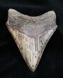 Nicely Colored Inch Megalodon Tooth #1669-2